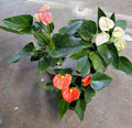 4" Anthurium Assortment